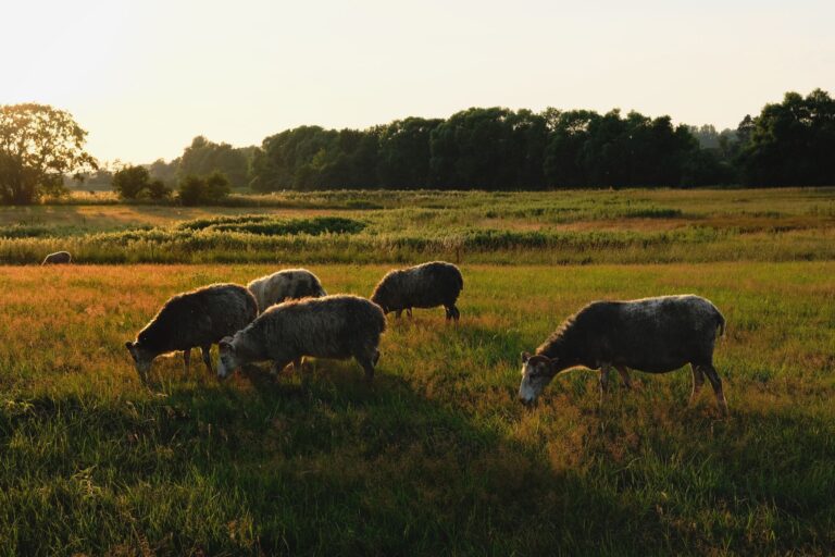 The Rainbow Sheep A serene scene of sheep grazing in a sunlit pasture during sunset, embodying rural tranquility.